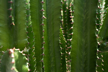Cactus backdround, cacti design or cactaceae pattern.