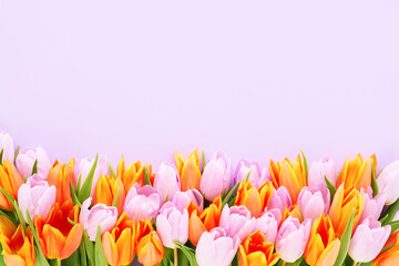 Pink and orange tulips on a lilac background. Mothers Day, Valentines Day, birthday concept