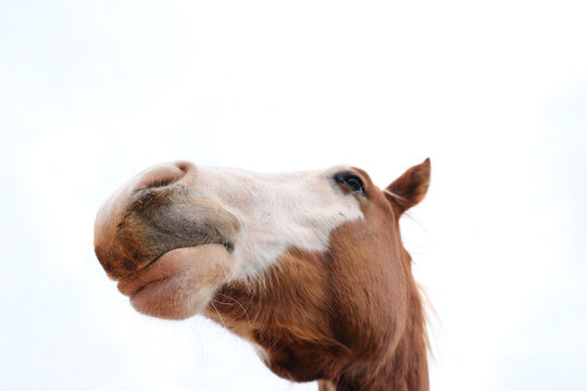Funny red dun bald face colt horse face and head on white background.