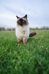 balinese  cat on green grass
