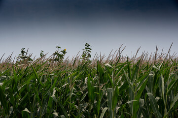 herbicide resistant weeds against the skyline above a field of tasseled corn