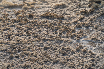 Vixen Geyser in Yellowstone National Park in the Norris Geyser Basin area - close up