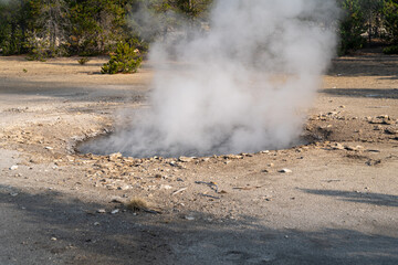 Fototapeta na wymiar Fearless geyser in the Norris Geyser Basin of Yellowstone National Park