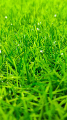 Abstract Defocused Green grass carpet with a few styrofoam grains in the Cicalengka Tourism area, Indonesia