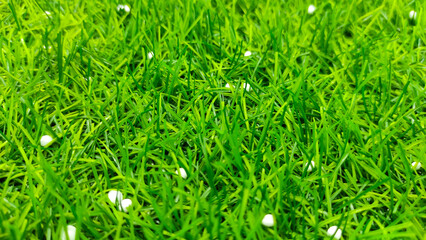 Abstract Defocused Green grass carpet with a few styrofoam grains in the Cicalengka Tourism area, Indonesia