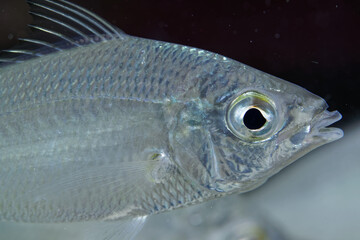 Macro shot of wild, small Silver Jenny Mojarras (Eucinostomus harengulus) shot in 15 feet of water in a central Florida spring.