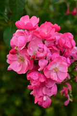 Fototapeta premium 秋バラ アンジェラ正面