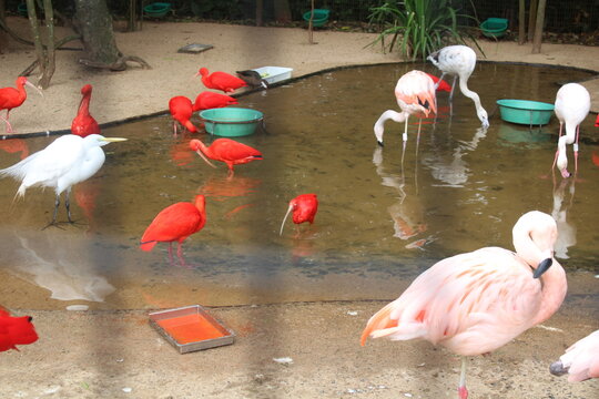 garza blanca, flamencos e ibis escarlata