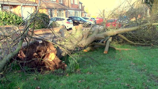 A tree blown down parallel to a busy road due to the high winds from Storm Eunice across the United Kingdom. The incident took place in Oakham in the county of Rutland in England, United Kingdom