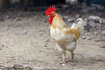 White Betong Chickken in dry garden