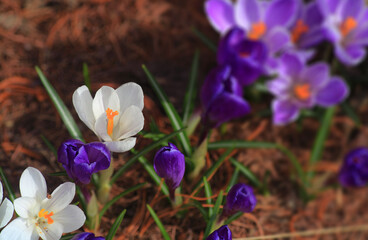 Crocus (plural: crocuses or croci) is a genus of flowering plants in the iris family. Flowers close-up on a blurred natural background. The first spring flower in the garden