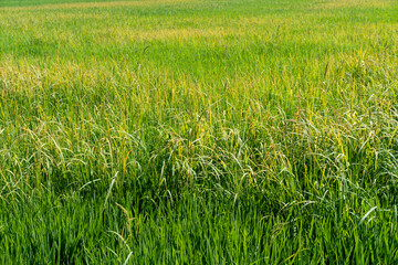 Green rice seedlings that are growing out of a grain of rice. rice field in water season. 