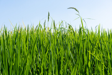 Green rice seedlings that are growing out of a grain of rice. rice field in water season. 