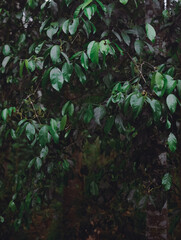 green tropical wet tree with leaves and black and white trunk close up