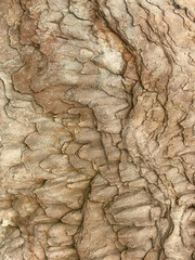 Erosion patterns on large sandstone rock