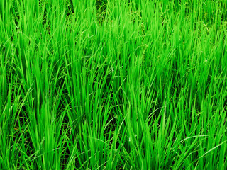agricaltural crop background of green rice field