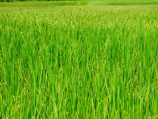agricaltural crop background of green rice field
