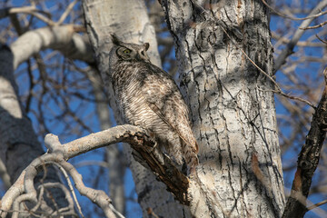Great Horned Owl in a Cottonwood