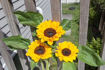Yellow decorative sunflowers bouquet with wooden fence on background.