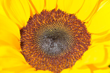 Yellow decorative sunflower bud close up. Blooming flowers.