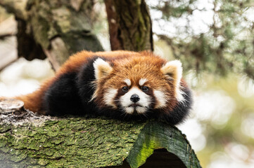 Red Panda looking at you