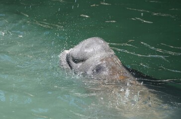 Fototapeta premium A manatee drinking fresh water dripping from a faucet in Islamorada, Florida