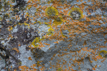 Yellow and gold moss covered seaside rock up close.