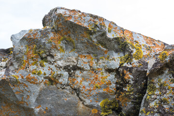 Yellow and gold moss covered seaside rock.
