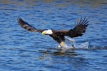 American Bald Eagle (Haliaeetus leucocephalus) taking off with a fish in its talons.