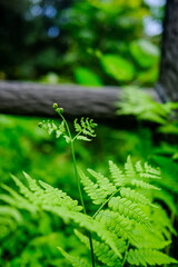 Beautiful close up green fern leaf, new spiral leaves with blurred green leaf at Shizuoka prefectural forest park, Japan.