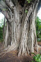 Long root of Weeping Ficus originally from Southeast Asia