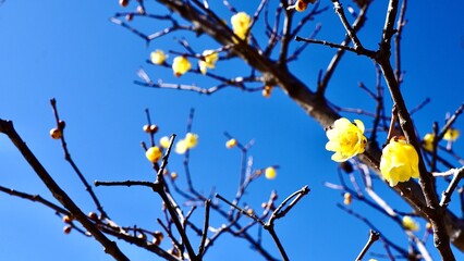 冬の青空に咲く蝋梅（ろうばい）