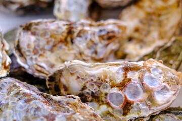 採れたての殻付き牡蠣