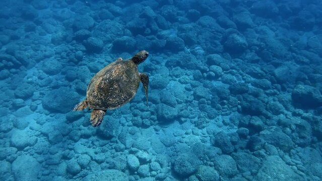 Beautiful Sea Green Turtle gliding flying through the water - Underwater
