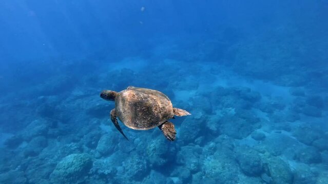 A Beautiful Sea Turtle gliding flying through the water - Underwater