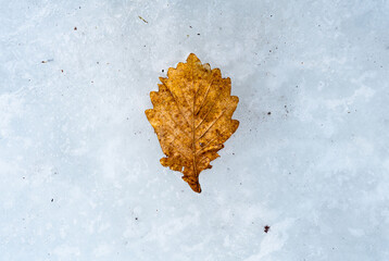 Winter frost on an Oak leaf with frost covered background. Landscape with copy space.