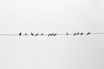 Some pet pigeons sitting in line on the electric wire. Birds lined up on electric wires black and white view.