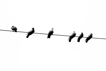 Some pet pigeons sitting in line on the electric wire. Birds lined up on electric wires black and white view.