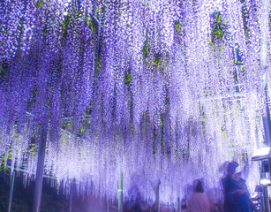 ライトアップされた藤棚　藤の花　日本　