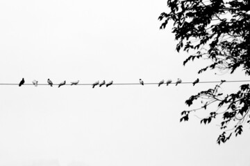 Some pet pigeons sitting in line on the electric wire. Birds lined up on electric wires black and white view.