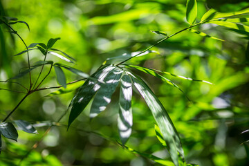 Asian bamboo leaves, Green leaf on blurred greenery background. Beautiful leaf texture in sunlight. Natural green background.