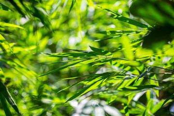 Fototapeta na wymiar Asian bamboo leaves, Green leaf on blurred greenery background. Beautiful leaf texture in sunlight. Natural green background.