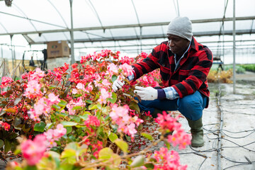 Positive african man gardener choosing decorative red begonia in pot in greenhouse