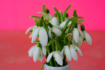 Bouquet of white and green snowdrop galanthus flowers in a small vase