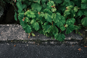 leaves on the ground. Close up beautiful garden with green plants and rock