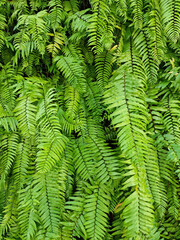 Green fern leaves