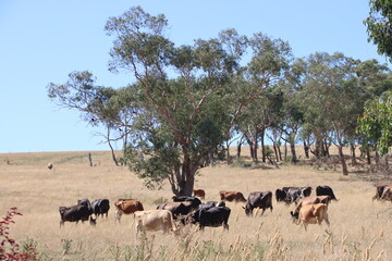 Rural scene in south-west Victoria, Australia.