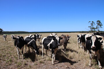 Curious cows in the Western District of Victoria, Australia.