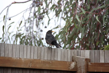 Common Blackbird (Turdus merula) perched on a fence in Cranbourne East, Melbourne, Australia.