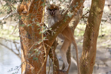 Ein kletternder Husarenaffe in einem Baum in der Seitenansicht